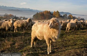Hodowca zwierząt zagłodził 53 owce. 'Miał nadzieje, że uda mu się...