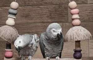 Informacje o papugach