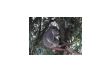 Koala rockman