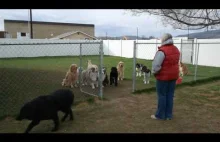 Grupka cierpliwych i dobrze wyszkolonych psów czeka na wywołanie.