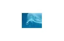 Delfiny puszczające kółka z powietrza