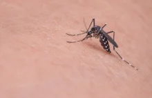 Władze Krakowa nie będą walczyły opryskami z plagą komarów