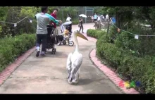 Pelikan wychodzi na spacer