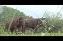 Niewidomy słoń Jokia przyjęty przez nowego przyjaciela
