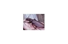 Największy chrząszcz świata - Titanus giganteus