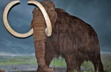 Wyszedł na spacer. Znalazł mamuta sprzed 30 tys. lat