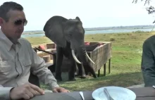 Słoń przerywa turystom posiłek.