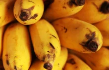 Kokaina warta 60 mln euro ukryta w bananach