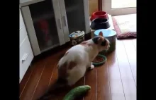 Kot boi się zielonego ogórka i podskakuje ze strachu