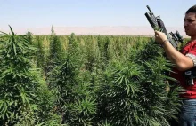 Plantatorzy marihuany w Libanie przeciwko jej legalizacji!
