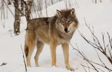 A jednak nie wilk - Aktualności - Generalna Dyrekcja Ochrony Środowiska