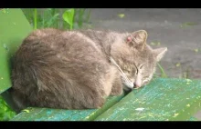 Śpiący sobie koteczek na ławeczce