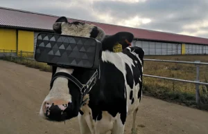 Rosyjskie krowy dostały okulary VR. Żeby nie stresowały się rzeczywistością