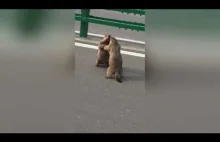 Masywne wiewiórki bitwa na drodze