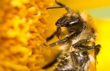 3 mln pszczół zginęły w Pszczynie Dolnej w ciągu jednej nocy!