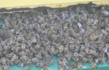 Masowe zatrucie pszczół w Lubuskiem