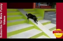 Funny Animal Video:"Goat Knows How to Slide"