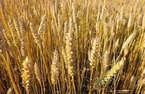 Rozmieszczenie i zbiory zbóż na świecie