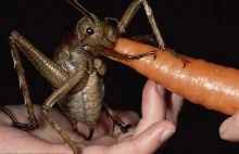 Największy i najcięższy insekt świata - wsuwa marchewki jak trawę