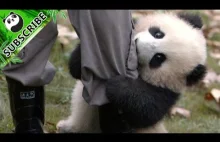 Nie jest łatwo być opiekunem pandy w zoo