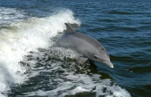 Delfiny - drugie po człowieku