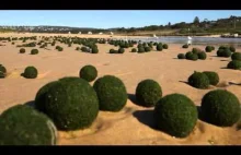 Zielone kule na plaży w Australii