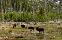 Amerykańskie bizony z Yellowstone