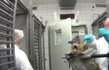 Małpy w metalowych uprzężach, krwawiące psy. Laboratorium grozy zlikwidowane