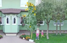Gigantyczny słonecznik w Szczawniku! Roślina ma 5 metrów wysokości [WIDEO]