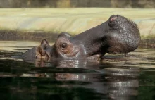 Hipopotam połknął 27 latka. Mężczyzna przeżył