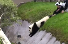Niesforna panda
