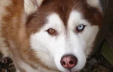 Heterochromia u Husky Syberyjskiego