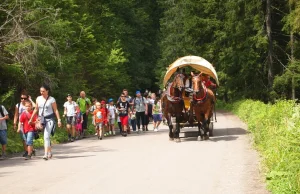 Zakopane. Dwóch fiakrów oskarżonych o znęcanie się nad końmi