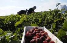 Francja: plantatorzy truskawek splajtowaliby bez Polaków