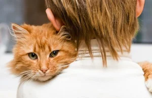 Naukowcy wykazali, że koty potrafią leczyć ludzi