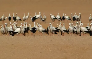 Bociany wracają do Polski. Międzylądowanie w egipskim Sharm el-Sheikh