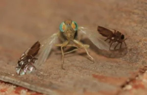 Mucha z imitacją mrówek (pająków?) na skrzydłach