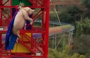 W Chinach zmusili świnię do skoku na bungee. Taka promocja parku rozrywki.
