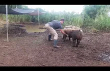 Odkryłem, jak zmusić naszą 200 kg świnię do położenia się