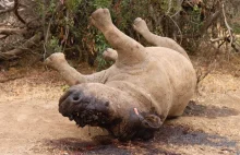 Strażnicy pomogli kłusownikom zabić ostatnie 15 nosorożców w Parku Narodowym.