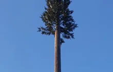 Play postawił nadajnik-drzewo na terenie chronionym