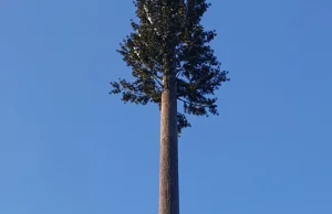 Play postawił nadajnik-drzewo na terenie chronionym
