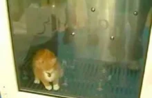 Kot w pralce dla zwierząt