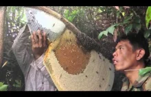 Zbieranie miodu od pszczoły olbrzymiej bez ubrania ochronnego, Kambodża