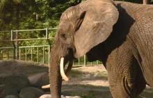 Słonica z zoo pije sok malinowy ze spirytusem.