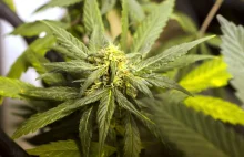 Legalizacja marihuany przynosi stanowi Colorado mniej podatków, niż planowano