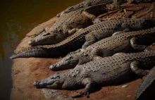Wściekły tłum zabił 292 krokodyle