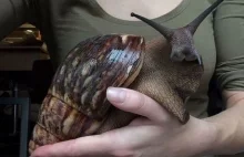 Achatina. Afrykański ślimak lądowy podbija internet