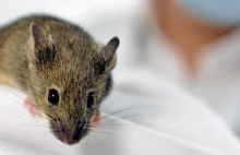 Leki na cukrzycę przywracają pamięć myszom z Alzheimerem