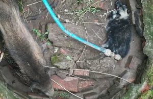 Pies i dzik utknęły razem w studni. I o dziwo - nie zrobiły sobie krzywdy!